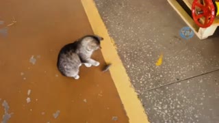 Кошка играет с мышкой. Cat plays with mouse