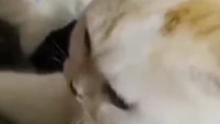 FUNNY CATS VIDEO NEVER SEEN BEFORE