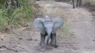 Fearless elephant calf adorably charges safari truck