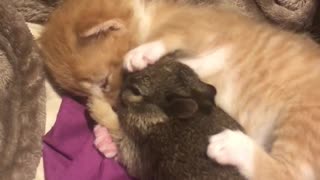 Cute Kitten Cuddles Bunny