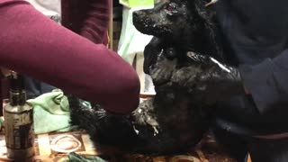 Dog Rescued from Bitumen