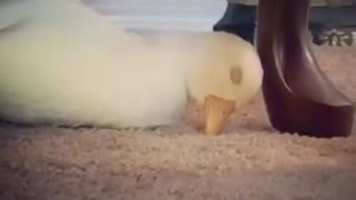Adorable Sleepy Duck