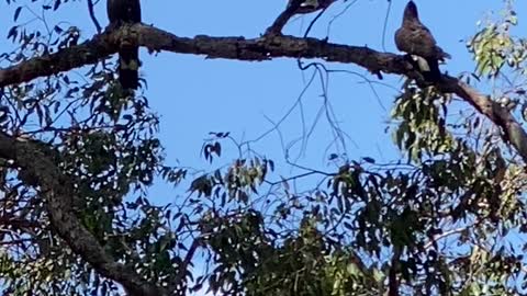 Carnaby Black Cockatoos