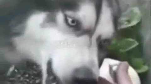 Angry dog nervous