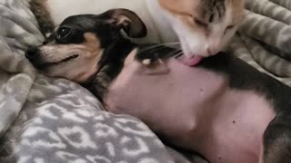 Cat Helps Chihuahua Keep Clean