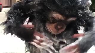 Chimp Baby Enjoys Some Suds
