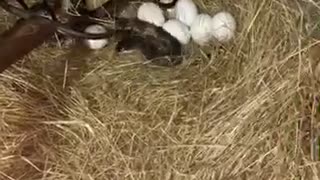 Chickens Defending Their Eggs Against a Snake