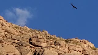 Black Vulture in Grand Canyon West