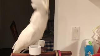 Cockatoo Sings Along with Children's Toy