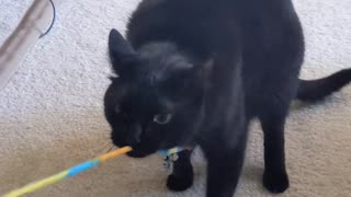 Cat Plays Tug Of War