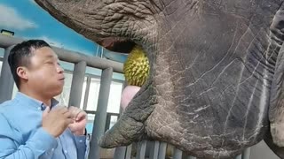 The breeder feeds durian to the elephant