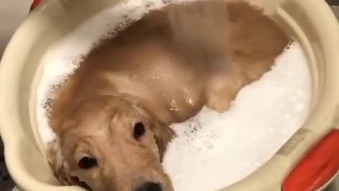 Take a shower with warm water. shampoo. The dog is enjoying. very fun.