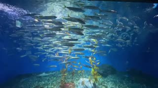 A school of fish swims gracefully in the aquarium.