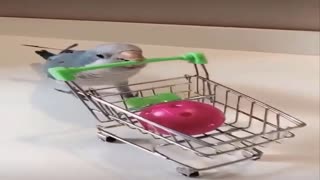 Watch what does this parrot