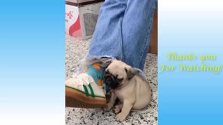 watch cute funny animals video