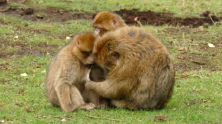 Baby Monkey Family - Lovely family Monkeys having a fun