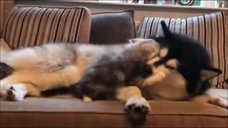 This funny dog and cat have been good friends for many years