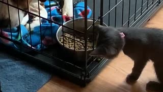 Sneaky kitten stealthy steals dog's food