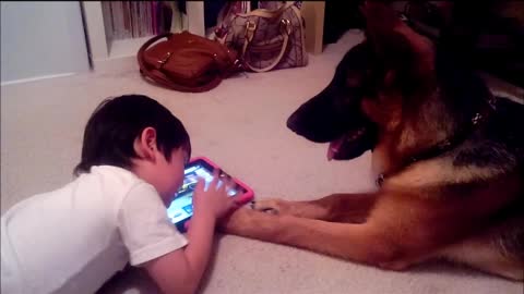 German Shepherd Puppy Dog learning how to play iPad