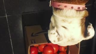 Dog Looking Strange At Tomato
