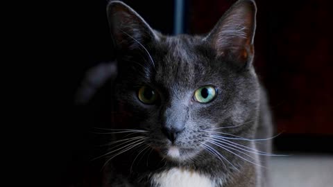 Beautifull Black Cat With Green Eyes