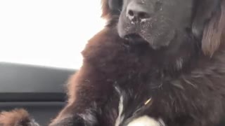 Big dog thinks getting pets are more important than safe driving