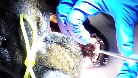 Rottweiler sent to ER with 250 porcupine quills in face