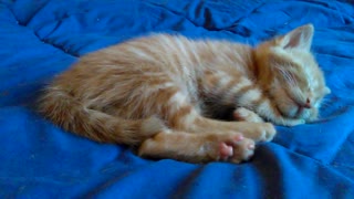 Little Kitten Sleeping Peacefully.