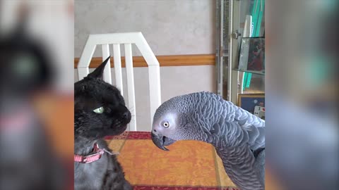Parrot Scolds Feline For Unpleasant Cat-Attack