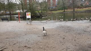 Geese playing in the park