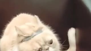 Cute funny Cat Video