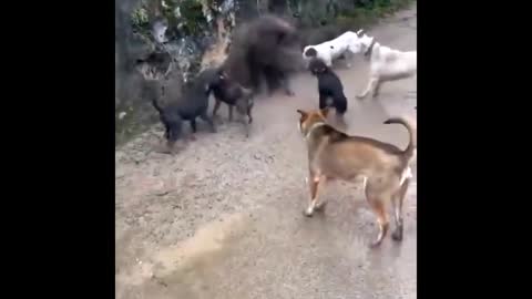 New video shows a pack of dogs fighting a wild boar in China.