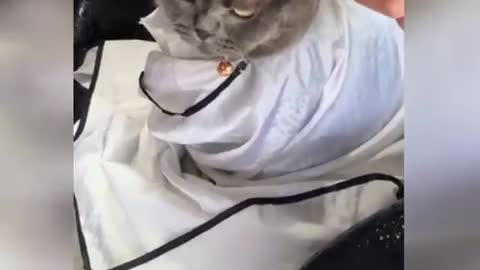 Funny cats videos 😂😂 😂