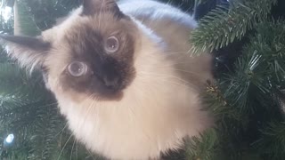 Rib-tickling video of chubby cat getting stuck in the Christmas tree
