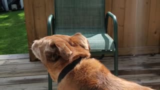 Just another howling dog
