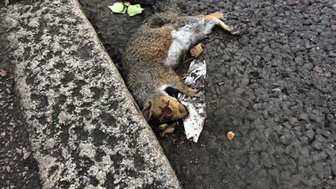 Strange parasite in dead squirrel found by road