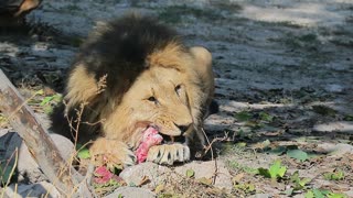 Wow Lion eating