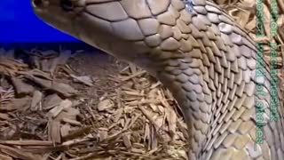 Snake world - King Cobra