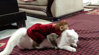 Monkey in love with cat very funny video