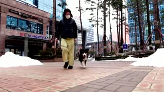 South Korean smart collar translates dog barks