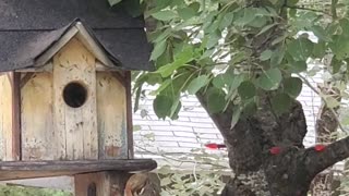Squirrel Scurries Away Baby to Birdhouse