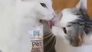 I dare you not to laugh. Funny cat #1