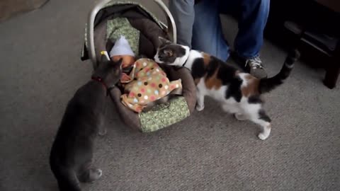 Cats Meeting Babies (Weird REACTIONS)