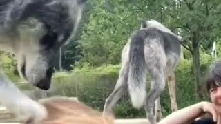 Getting Pet by Wolves