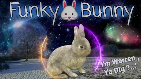 Funky 🐰 Bunny !