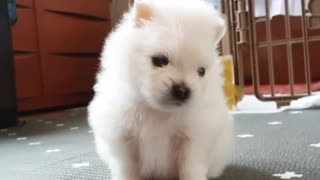 Pomeranian puppy howls when owner whistles
