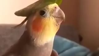 Bird sings beautifully