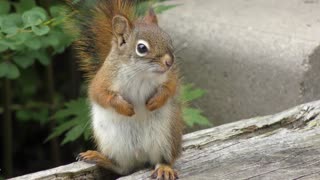 Cute little squirrel