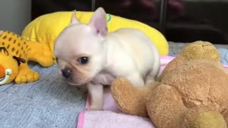 This Video Of A Baby French Bulldog Will Make You Wish You Could Snuggle One
