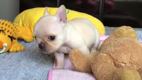 This video of a baby French Bulldog will make you wish you could snuggle one